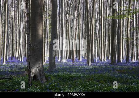 Halle, Belgio. 15th Apr, 2023. L'immagine mostra gli Hallerbos di Halle, rinomati per le sue bluebells, sabato 15 aprile 2023. FOTO DI BELGA NICOLAS MAETERLINCK Credit: Belga News Agency/Alamy Live News Foto Stock