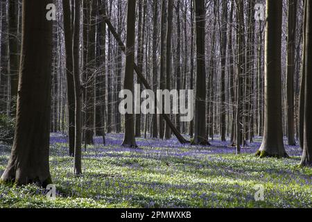 Halle, Belgio. 15th Apr, 2023. L'immagine mostra gli Hallerbos di Halle, rinomati per le sue bluebells, sabato 15 aprile 2023. FOTO DI BELGA NICOLAS MAETERLINCK Credit: Belga News Agency/Alamy Live News Foto Stock