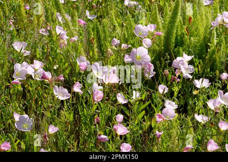 Foto di rosa primula rosa (Oenotera speciosa) fiori in un prato Foto Stock