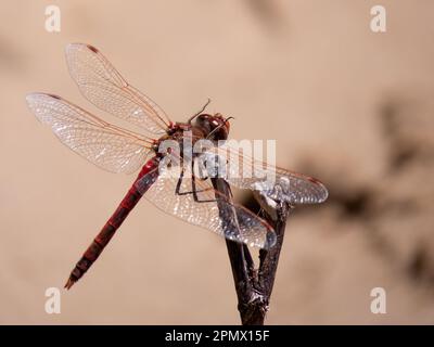 Un colpo selettivo di fuoco di una libellula appollaiata in cima ad un gambo verde Foto Stock