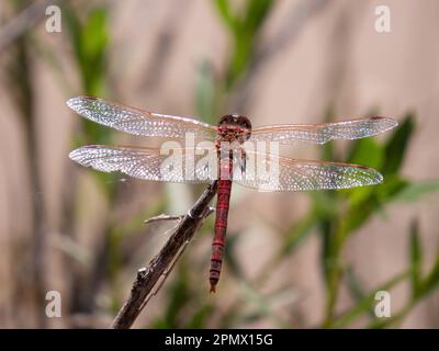 Un colpo selettivo di fuoco di una libellula appollaiata in cima ad un gambo verde Foto Stock