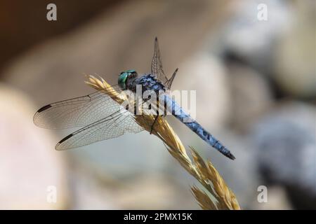 Un colpo selettivo di fuoco di una libellula appollaiata in cima ad un gambo alto della pianta in un ambiente esterno Foto Stock