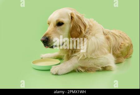 Ritratto Golden retriever cucciolo cane mangiare con disgustato espressione volto. Isolato su sfondo verde Foto Stock