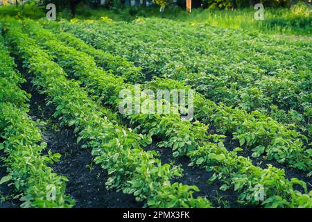 Verde patate cespugli fino a fioritura. Splendidi campi di patate lavorate in estate. Germogli di patate di due settimane a letto. Foto Stock