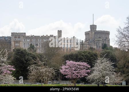 Windsor, Berkshire, Regno Unito. 15th aprile 2023. Fioritura primaverile in Home Park con lo sfondo del Castello di Windsor. Dopo una pioggia intensa la scorsa notte, è stato un giorno noioso a Windsor, Berkshire, tuttavia, le temperature sono previste per aumentare durante questo tempo Credit: Maureen McLean/Alamy Live News Foto Stock