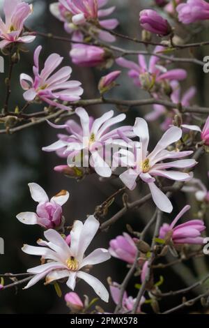 Rosa, Magnolia stellata Rosea, Stella Magnolia, fioritura, Magnolia Rosea, Fiori, rami Foto Stock