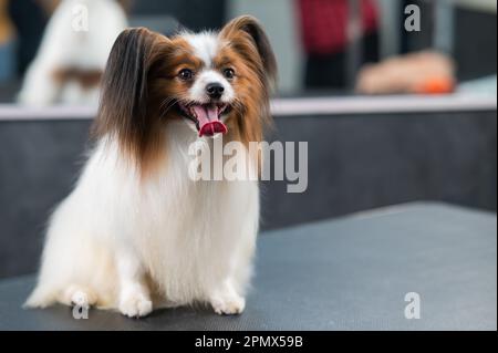 Ritratto di un carino papillon tricolore. Cane spaniel continentale con lingua che pende fuori. Foto Stock