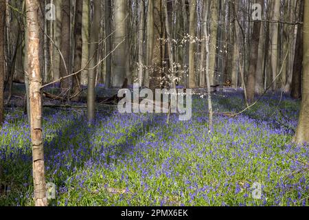 Halle, Belgio. 15th Apr, 2023. L'immagine mostra gli Hallerbos di Halle, rinomati per le sue bluebells, sabato 15 aprile 2023. FOTO DI BELGA NICOLAS MAETERLINCK Credit: Belga News Agency/Alamy Live News Foto Stock