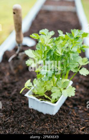 Il deposito ha comprato i giovani pianta del sedano del sedano pronto per essere piantati in un letto sollevato. Foto Stock