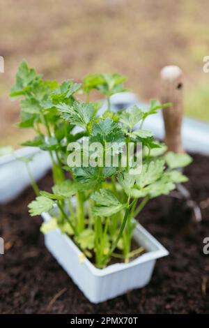 Il deposito ha comprato i giovani pianta del sedano del sedano pronto per essere piantati in un letto sollevato. Foto Stock