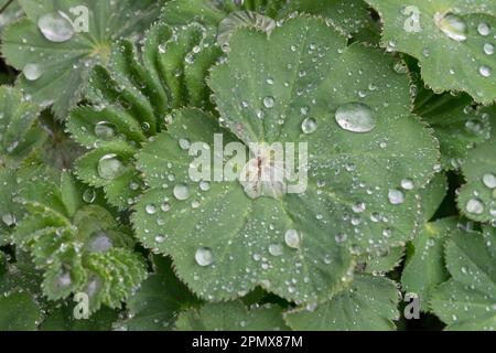 Alchemilla, gocce, Alchemilla mollis, gocce di pioggia, seta irlandese, Gocce di pioggia, mantello di Ladys, gocce d'acqua, goccioline, foglia di coppa di Dewcup Foto Stock