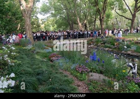 SHANGHAI, CINA - 15 APRILE 2023 - i visitatori godono il giardino Claude Monet al Gongqing Forest Park a Shanghai, Cina, 15 aprile 2023. Su entrambi i lati di Foto Stock