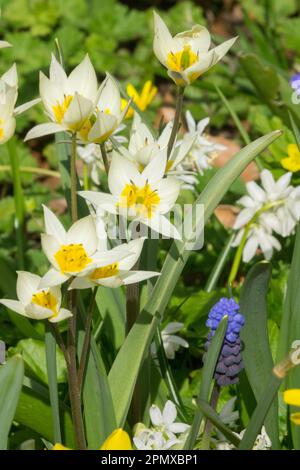 Primavera, Tulipa turkestanica, Tulip, Muscari, Fiore, Misto, piante, Giardino, Fiori Foto Stock