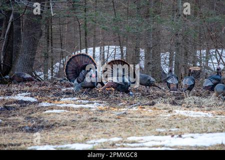 Due tacchini orientali selvatici maschi (Meleagris gallopavo) che espongono e si strutgono davanti alle galline, orizzontali Foto Stock Due tacchini orientali selvatici maschi (Meleagris gallopavo) che espongono e si strutgono davanti alle galline, orizzontali Foto Stock