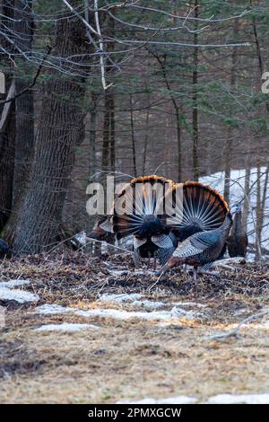 Due tacchini orientali selvatici maschi (Meleagris gallopavo) che espongono e si strutgono davanti alle galline, verticali Foto Stock Due tacchini orientali selvatici maschi (Meleagris gallopavo) che espongono e si strutgono davanti alle galline, verticali Foto Stock