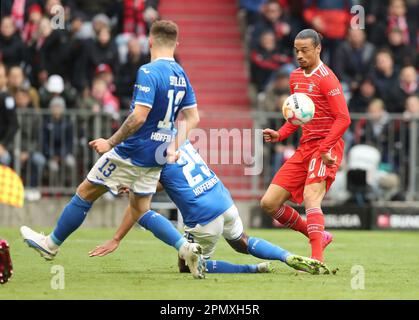 Monaco, Germania. 15th Apr, 2023. Firo : 15th aprile 2023, calcio, campionato 1st, 1st Bundesliga, stagione 2022/2023, 28th matchday FC Bayern Monaco-TSG 1899 Hoffenheim Leroy sane, FC Bayern Monaco, FCB, Bayern, Monaco, Intera cifra, credito: dpa/Alamy Live News Foto Stock