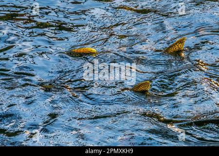 Chinook Salmon Issaquah Creek Hatchery Washington. Salmone nuotare fino Issaquah torrente e catturato in Hatchery. Foto Stock