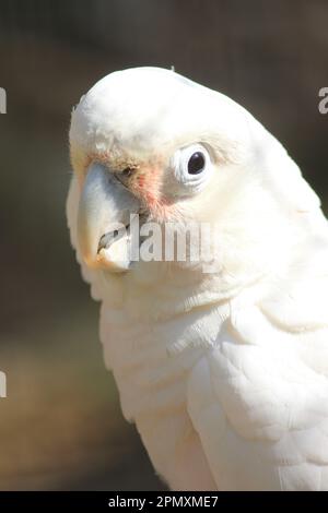 Il cockatoo di Goffin Foto Stock