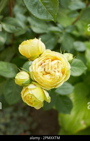 Giallo di rosa linea Renaud, Mary Rose, Charles Rennie Mackintosh nel giardino. Estate e primavera. Foto Stock