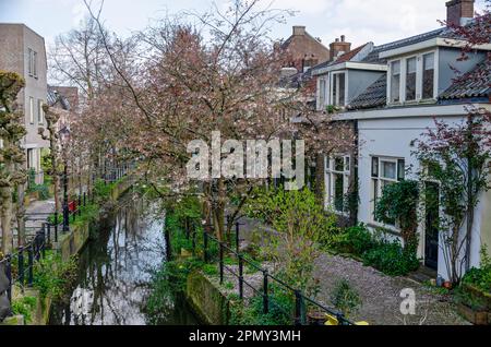 Utrecht, Paesi Bassi, 9 aprile 2023: Albero di ciliegio in fiore sulla banchina di uno stretto canale in un quartiere residenziale in centro Foto Stock