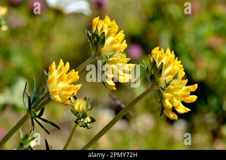 Giallo fiore woundwort (Anthyllis vulneraria) nelle Alpi francesi Foto Stock