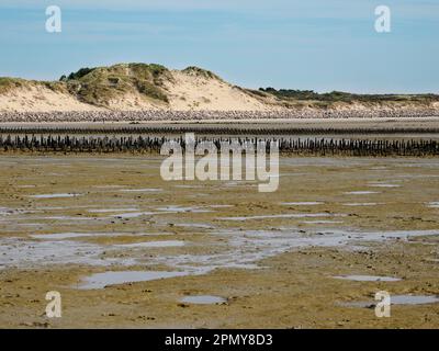 Authie Bay è una baia a cavallo dei dipartimenti del Pas-de-Calais e Somme, nella regione Hauts-de-France Foto Stock