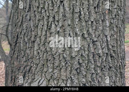 La corteccia di Acer tataricum L. Tatarian acero texture o sfondo Foto Stock