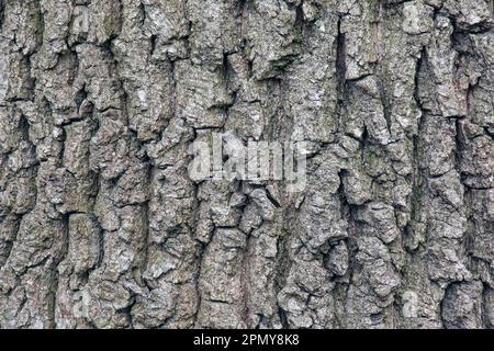 La corteccia di Acer tataricum L. Tatarian acero texture o sfondo Foto Stock