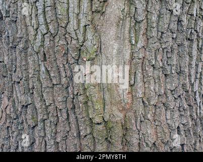 La corteccia di Acer tataricum L. Tatarian acero texture o sfondo Foto Stock