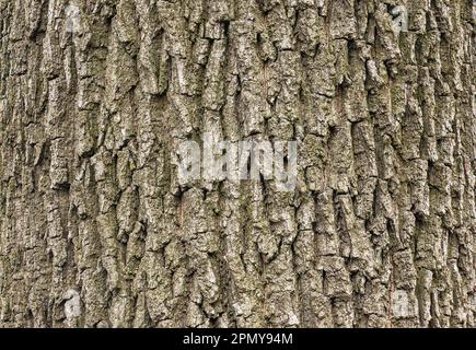 La corteccia di Acer tataricum L. Tatarian acero texture o sfondo Foto Stock