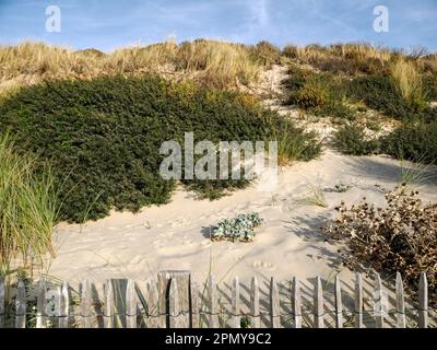 Dune a Berck sur Mer, un comune nel dipartimento francese settentrionale del Pas-de-Calais. Foto Stock