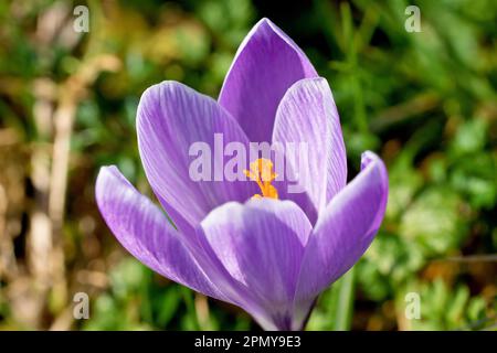 Crocus (Crocus vernus), primo piano di un unico fiore viola nel sole primaverile, isolato dallo sfondo. Foto Stock