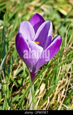 Crocus (Crocus vernus), primo piano di un unico fiore viola che cresce nell'erba di un parco locale al sole primaverile, isolato dallo sfondo. Foto Stock