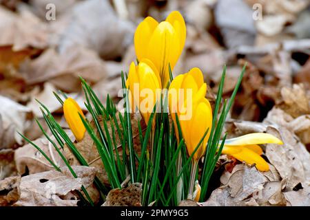 Crocus (Crocus vernus), primo piano di un piccolo gruppo di fiori gialli che esplodono attraverso la lettiera di un terreno boscoso in primavera. Foto Stock