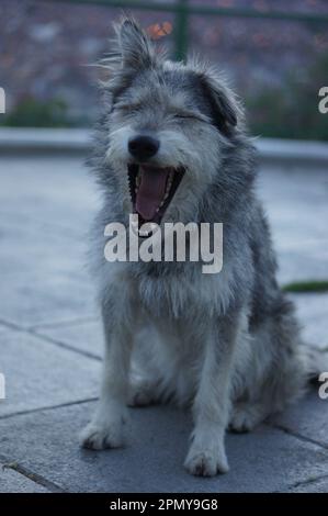 carino cane yawning grigio Foto Stock