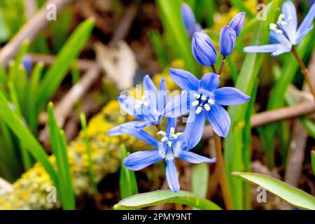 Lo squill primaverile (scilla verna), primo piano di un gruppo di fiori blu luminosi comunemente piantati nei giardini e trovati come fughe nel selvaggio. Foto Stock