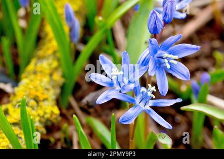 Lo squill primaverile (scilla verna), primo piano di un gruppo di fiori blu luminosi comunemente piantati nei giardini e trovati come fughe nel selvaggio. Foto Stock