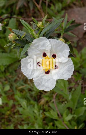 Cistus ladanifer o gum rockrose o labdanum o gum cistus comune o fiore di rockrose dagli occhi bruni con cinque petali bianchi di paperia grattugiati con spo di maroon Foto Stock