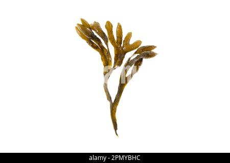 Straccio vescicale, fucus vesiculosus, codolo nero, alga, uva di mare, fucus vescicale, rovere di mare, erbacce tagliate, fucus tinti, fucus rosso o stracro di roccia bruno smarino Foto Stock