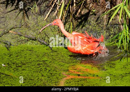Closeup Scarlet ibis (Eudocimus ruber) facendo un bagno Foto Stock