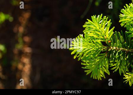 Germogli giovani con aghi freschi di colore verde brillante sui rami di abete rosso Foto Stock