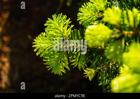 Germogli giovani con aghi freschi di colore verde brillante sui rami di abete rosso Foto Stock