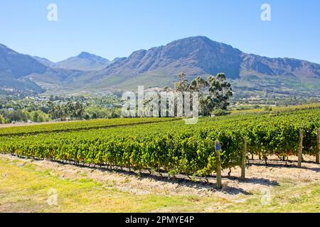 Vista panoramica dei vigneti vicino a Franschhoek con le montagne sullo sfondo Foto Stock