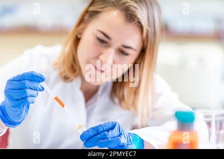 lo scienziato femminile conduce esperimenti chimici in un laboratorio di ricerca Foto Stock