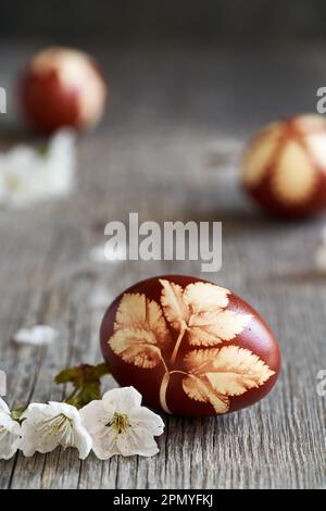 Uova di Pasqua tinte con bucce di cipolla con un modello di foglia di goutweed fresco, con fiori di ciliegio bianco Foto Stock