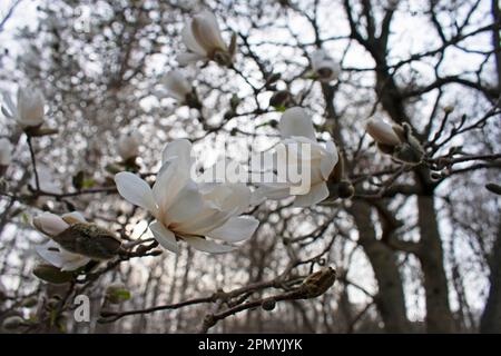 Fiore bianco magnolia primo piano su uno sfondo sfocato di germogli e rami di fiore magnolia -01 Foto Stock