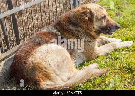 un cane sdraiato sull'erba Foto Stock