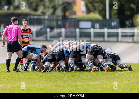 15th aprile 2023; Carmarthen Park, Carmarthen, Galles: Indigo Premiership Rugby, Carmarthen Quins contro Cardiff; la metà mischia di Cardiff Tom Habberfield (9) alimenta la mischia. Credit: Action Plus Sports Images/Alamy Live News Foto Stock