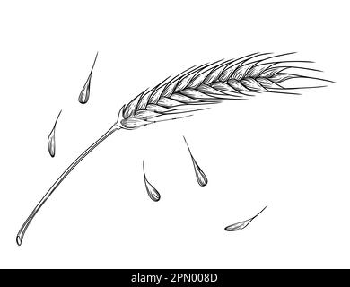 Schizzo di contorno di spikelets di grano con disegno del vettore del grano delle orecchie e del gambo su fondo bianco Illustrazione Vettoriale