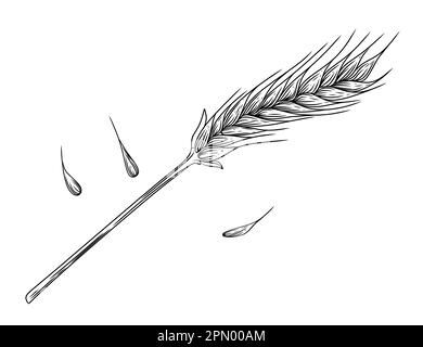 Schizzo di contorno di spikelets di grano con disegno del vettore del grano delle orecchie e del gambo su fondo bianco Illustrazione Vettoriale